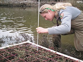 Wetlands biologist estimating vegetation cover along a channel using a 2m x 1m quadrat.