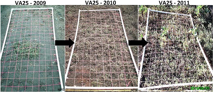 Giacomini Wetland Restoration Project - Restoration: Vegetation Monitoring: Vegetation Assembly: Figure A3. The transformation of one plot, VA25, from 2009 to 2011, as it was colonized by plants.