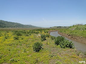 Figure A9. The same vicinity of the restoration site shown in Figure A8 two years later, in 2011. Note the colonization of the bushy green native shrub Gumplant.