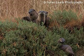 River Otters. © Galen Leeds Photography