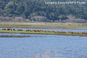 Ducks in Shallow Shorebird Area prior to restoration.