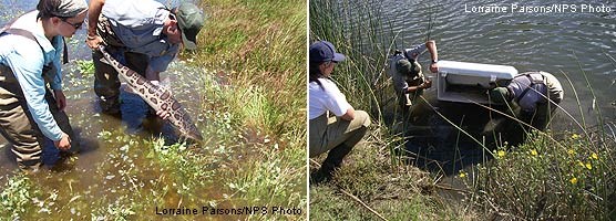 Biologists Michael Reichmuth and Sarah Minnick (left) capture sharks from the East Pasture after accidental levee breach for release into Lagunitas Creek (right).