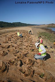 Shelterbelt crew planting the East Pasture high tide refugia.