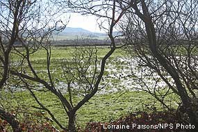 Waterfowl use of seasonally ponded areas in West Pasture prior to restoration.