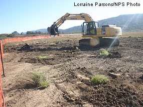 Salvaged wildrye outplanted in the East Pasture after construction is completed.