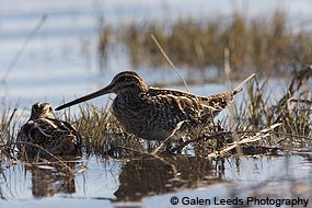 Two Wilson's snipes in the Giacomini Wetlands © Galen Leeds Photography