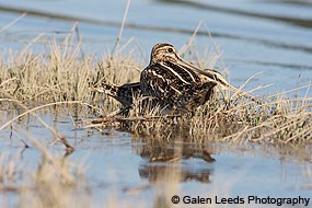 Two Wilson's snipes in the Giacomini Wetlands. © Galen Leeds Photography.