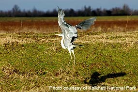 A Grey Heron (Ardea cinerea) taking flight in Kolkheti National Park