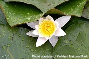 White water lily (Nymphaca alba) at Kolkheti National Park