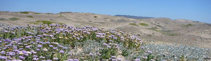 Native dune vegetation with Seaside daisy prominent.