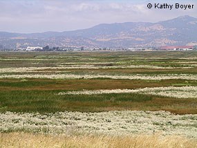 Perennial pepperweed blanketing portions of marsh in San Francisco Bay area. © Kathy Boyer