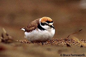 Western snowy plover © Bruce Farnsworth