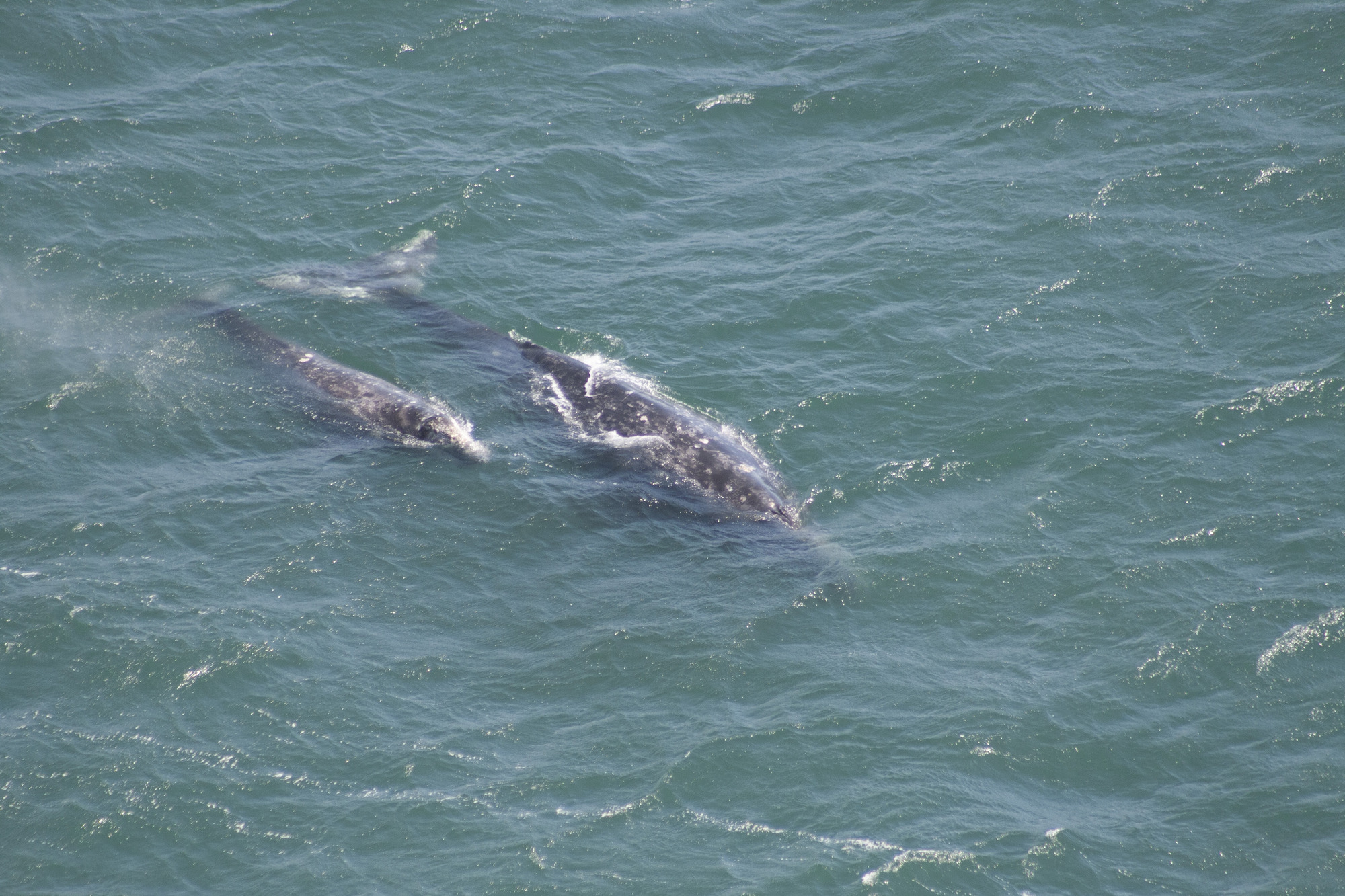 A small gray whale and a larger gray whale swimming side by side, barely breeching the ocean surface.