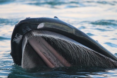 A humpback whale’s open mouth baleen hangs down around the pink and black mouth roof
