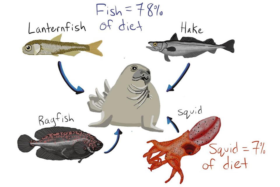 A cartoon of a yearling female elephant seal surrounded by a lanternfish, ahake, a ragfish, and a squid. Text indicates that fish comprise 78% of the seal's diet and squid comprise 7% of its diet.