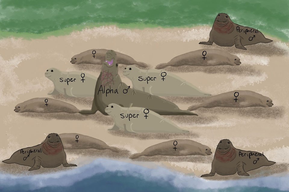 A cartoon with one alpha male elephant seal in the center, closely surrounded by 3 super females. Slightly further away are 6 females with 3 other males on the periphery.