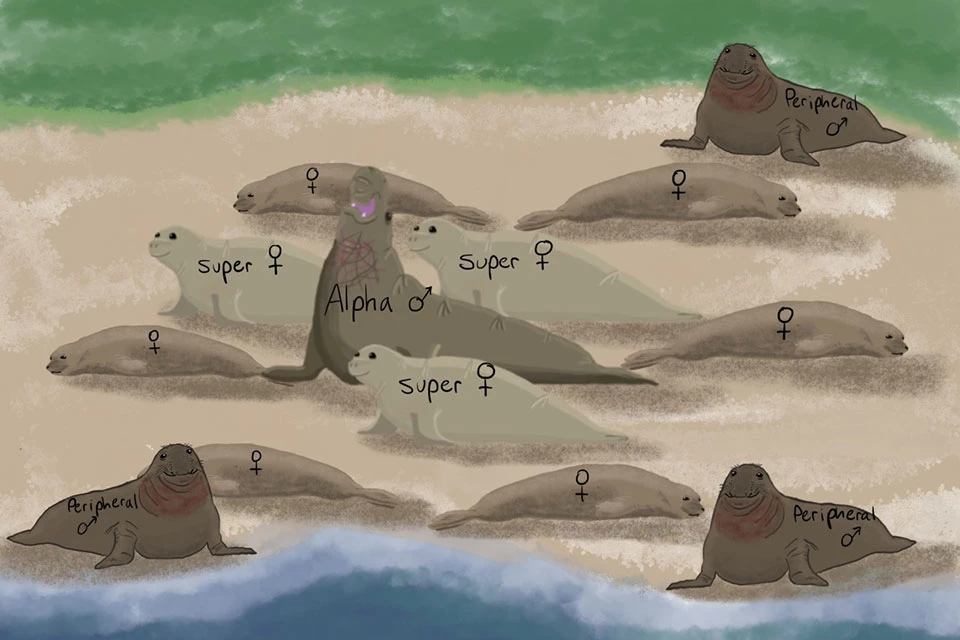 This cartoon shows the social dynamics and positioning of various individuals in a northern elephant seal rookery. A cartoon with one alpha male elephant seal in the center, closely surrounded by 3 super females. Slightly further away are 6 females with 3 other males on the periphery.