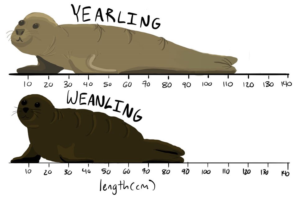 A cartoon comparing the length of a weanling northern elephant seat, which is ~90 centimeters long, to that of a yearling, which is ~110 centimeters long.