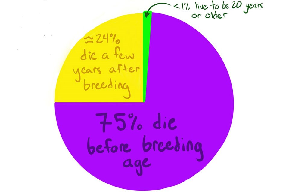A pie graph showing the mortality timing of female northern elephant seals.