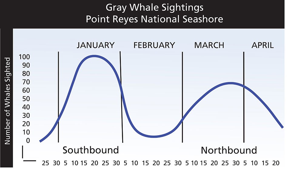 A graph depicting the number of gray whale sightings at Point Reyes National Seashore through the winter and early spring months. Highest numbers of whales are sighted in January and late March/early April.