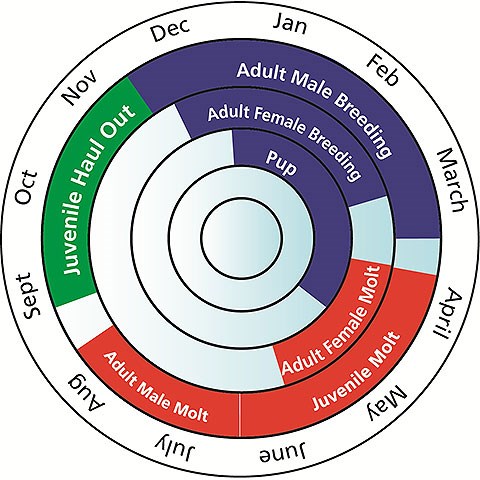 A circular graphic illustrating when elephant seals are present at Point Reyes.