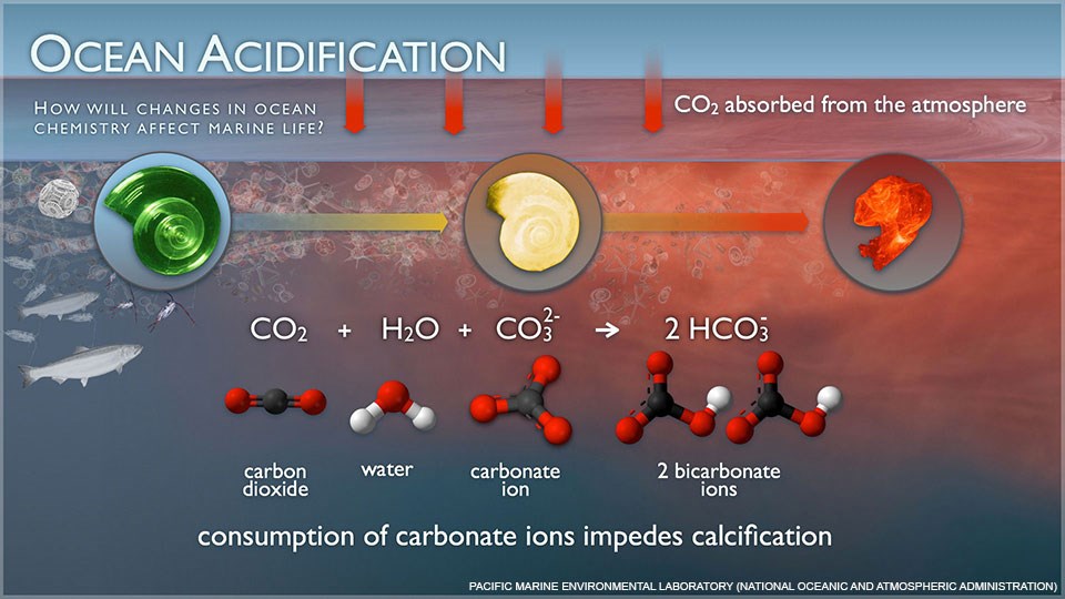 An image illustrating how the absorption of carbon dioxide in water impedes marine organisms' ability to use calcium carbonate to form shells.