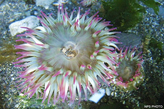 Two sea anemones with light green bodies and purple-tipped tentacles.