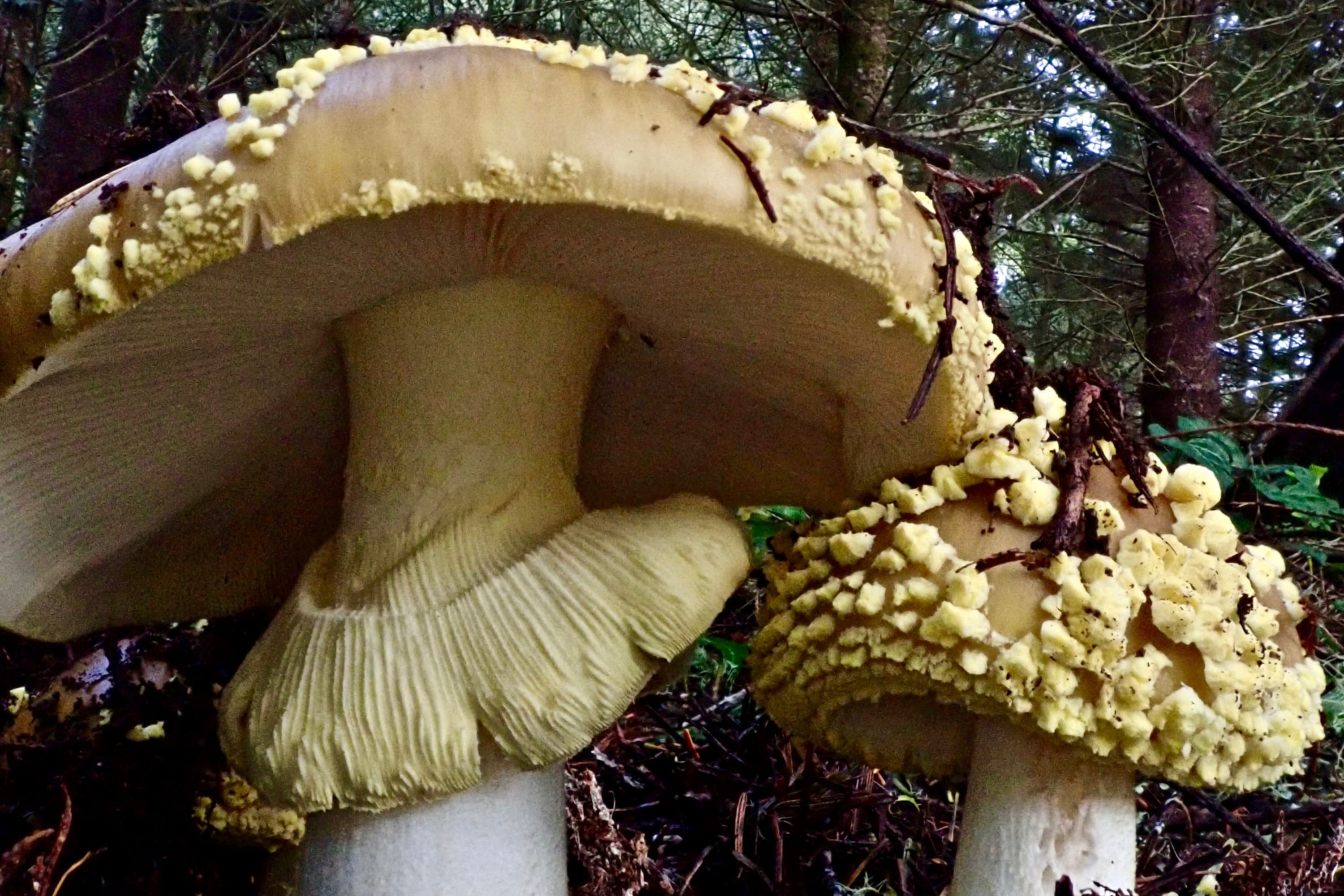 Two mushrooms with white stalks and tan-colored caps that are covered in yellow, irregularly-shaped nodules.