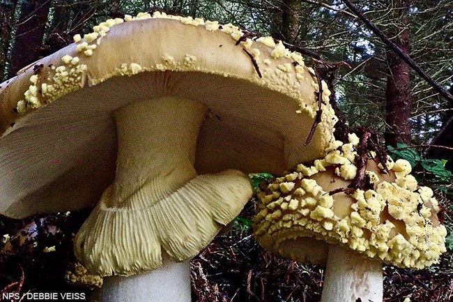 Two mushrooms with white stalks and tan-colored caps that are covered in yellow, irregularly-shaped nodules.