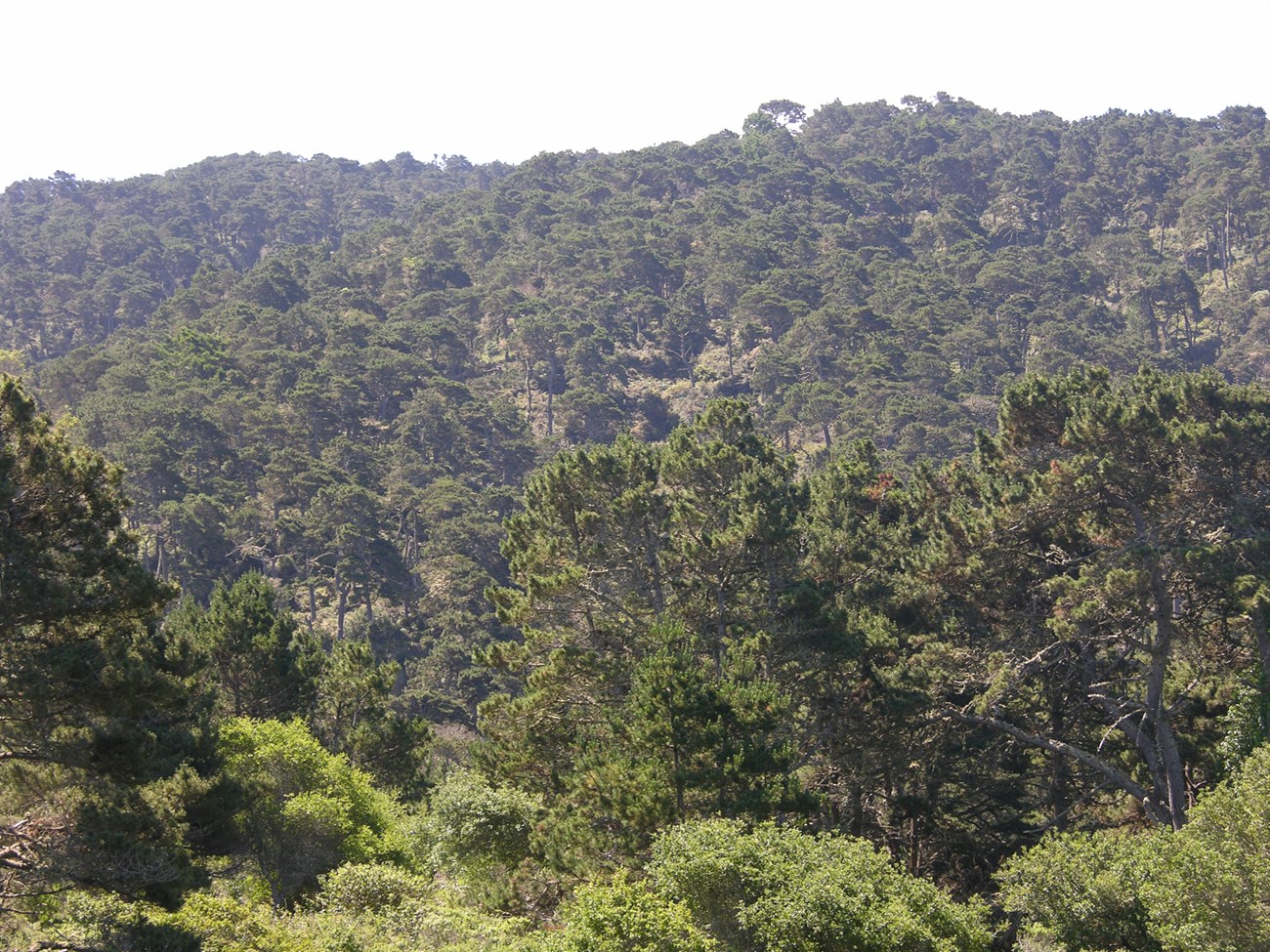 Pine trees cover the side of a ridge.