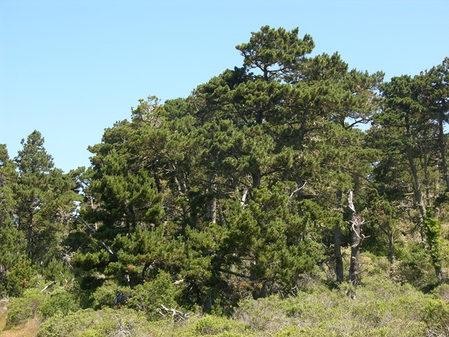 A few irregularly-shaped pine trees.