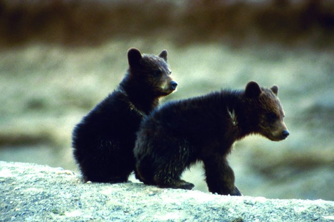Two black bear cubs play together on a log.
