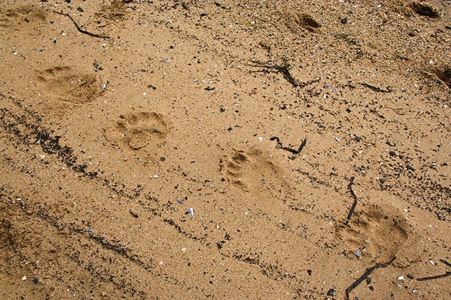 Four footprints left by a black bear walking across damp sand.