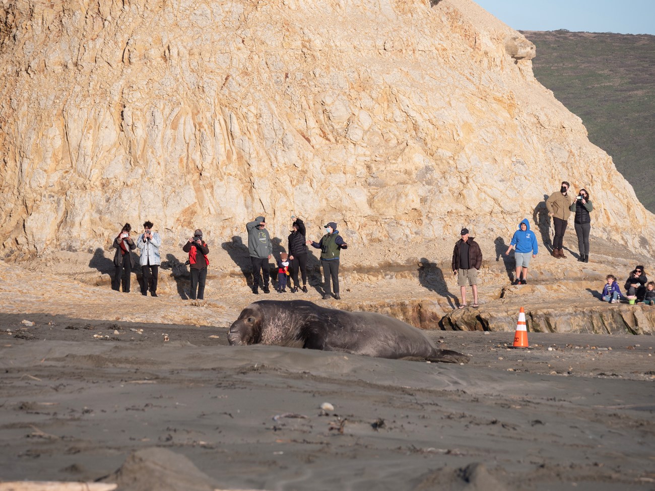 Fourteen people at the base of a beige-colored bluff watch a male elephant seal on a sandy beach.