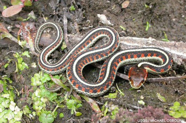 A garter snake with a red head and red and black body with a white stripe running along its spine.