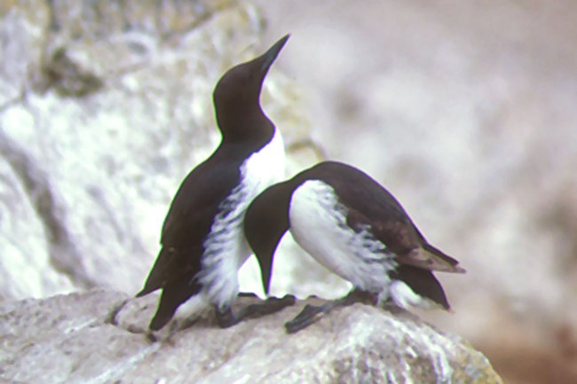 Two black-backed, white-breasted sea birds with sharp bills perched on a guano-covered rock.