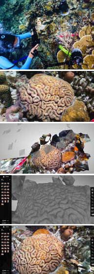Five images depicting the process of converting a two dimensional images of coral into a three dimensional model.
