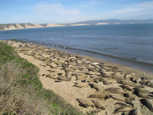 Hundreds of tan adult elephant seals with dark-skinned pups lying on a sandy beach in the lower left with a bay to the right.