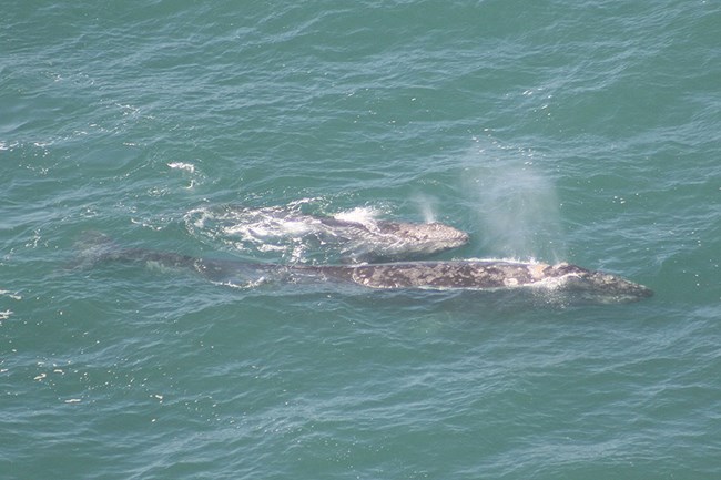 A gray whale and her calf come to the surface of the ocean and exhale.