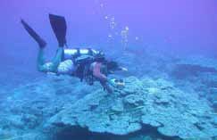 A SCUBA diver surveys a coral reef.