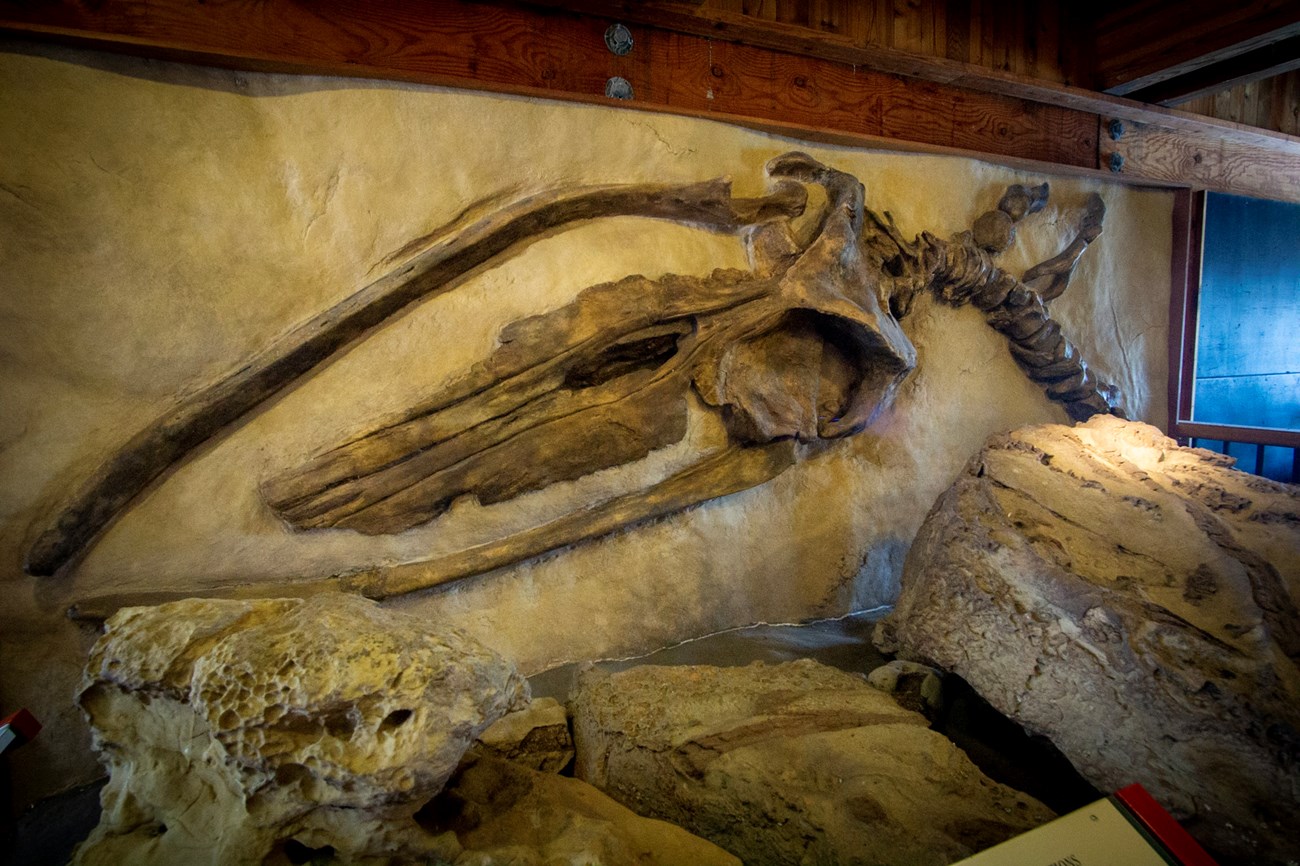 A replica of a fossil of a prehistoric whale skull mounted on a wall.