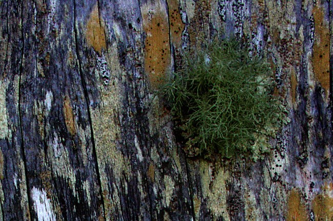 Dark green fruticose lichen and orange and yellow crustose lichen growing on a wooden fence.