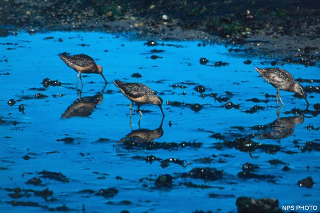 Three medium-sized, brownish shorebirds search for worms in mud that is thinly covered by water.
