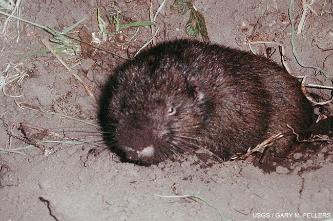 A small brown rodent with small ears and no tail at the entrance of its burrow.