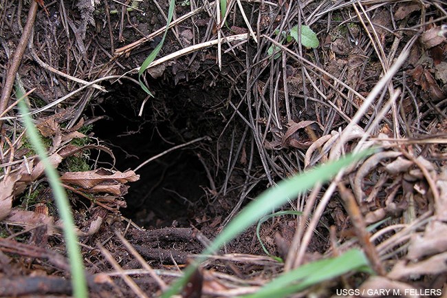 Opening of a mountain beaver burrow in the ground surrounded by dry grass.