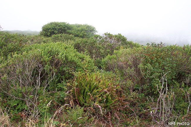 Dense coastal scrub composed of ferns, coyote bush, and other vegetation.