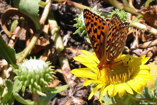 An orange-colored butterfly with numerous black and silver spots on a yellow flower.