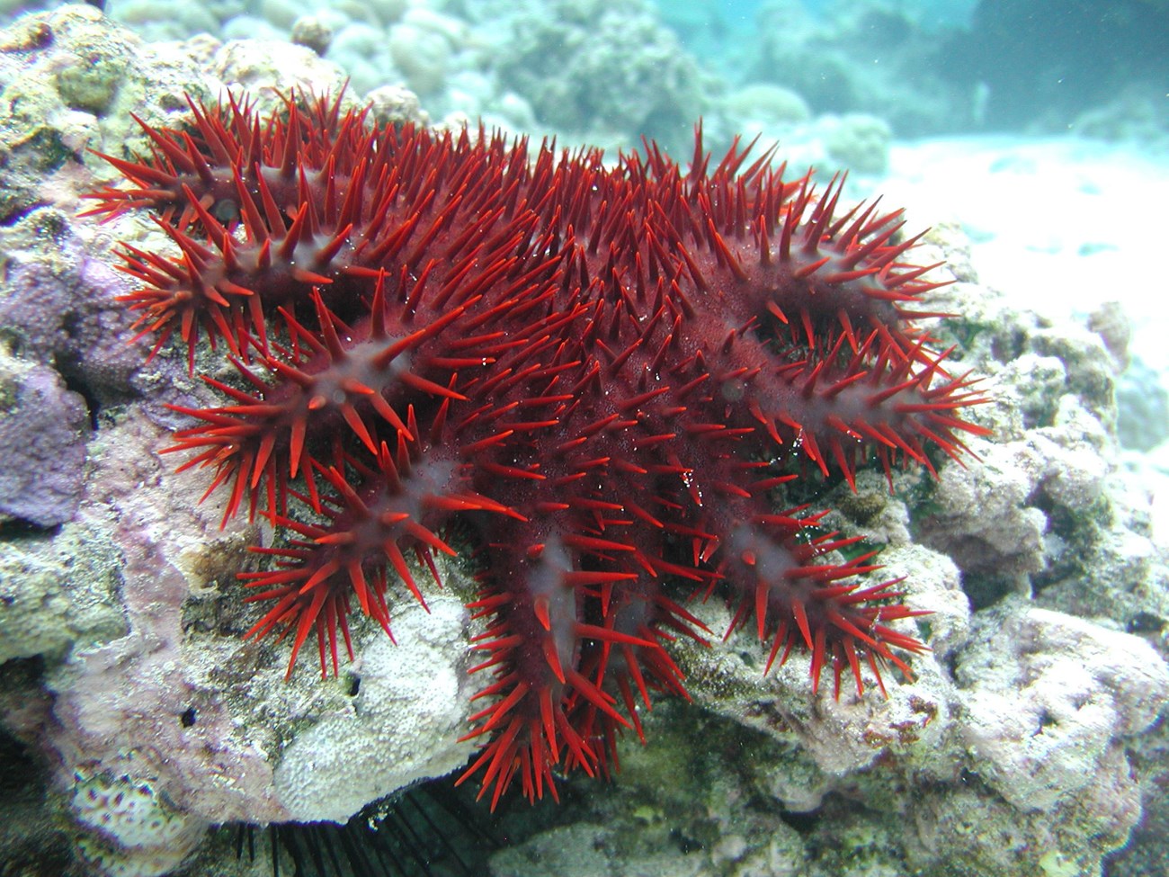 A large red spiky sea star crawling over degraded corals.