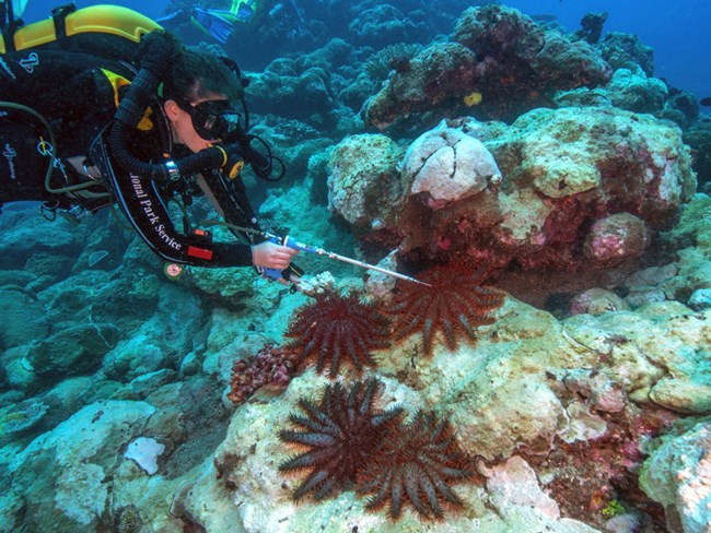 A SCUBA diver uses a long pointed device to inject a chemical into large red sea stars.