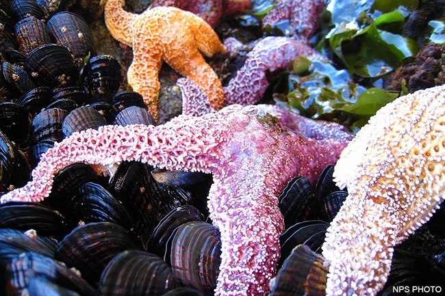 Purple, orange, and pink sea stars on top of black mussel shells.